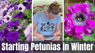 Starting Petunias In November 🌺  Growing Petunias From Seed [upl. by Sualkin684]