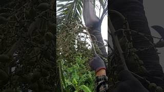 areca nut cutting  areca nut harvesting harvest fruit cuttingskills [upl. by Lontson495]