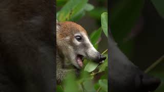 White nose coati foraging shorts [upl. by Alletsyrc]