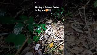 A Bushbabys alarm call alerted us to the presence of this gorgeous Gaboon Adder snakes animal [upl. by Khan470]