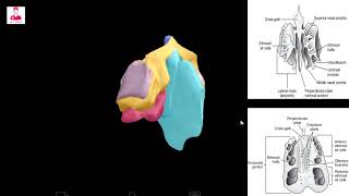 العظم المصفاوي  Ethmoid bone [upl. by Haldi473]