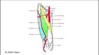 Vascular basis of the ALT Flap [upl. by Revorg]