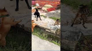 A cat bravely fought off three dogs😮cat dog [upl. by Ydor993]