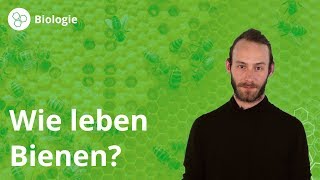 Bienen Leben im Bienenstock  Biologie  Duden Learnattack [upl. by Rodmann]