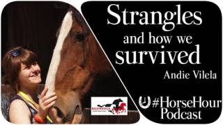 Strangles and how we survived Redwings [upl. by Akemeuwkuhc]