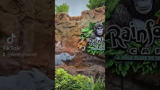 Rainforest Cafe Orlando [upl. by Anica132]