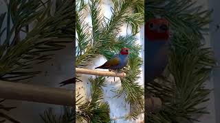 The yellowwinged pytilia Pytilia hypogrammica  Aviary Birds [upl. by Nollid]