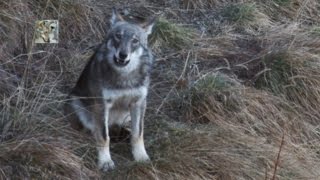 Lululato del lupo canis lupus italicus The Wolfs howling [upl. by Vona]