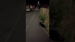 Nightly dog walk me myself and milo [upl. by Burnley]