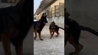 german long coat youtubeshorts germanshepherdpuppy gsdlove [upl. by Obediah170]