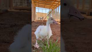 Harriet the Goose CHILDHOOD PART 10 Visits her future home geese goose goslings [upl. by Ayoj]