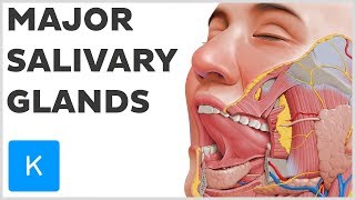 What are the Major Salivary Glands  Human Anatomy  Kenhub [upl. by Bast]