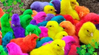 Tangkap Ayam Lucu Ayam Warna Warni Ayam Rainbow Gokil Kelinci Kucing Lucu Bebek Hewan Lucu 02 [upl. by Drais536]