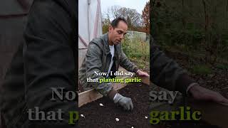 🧄 Planting Garlic is EASY if You Follow These Simple Tips PART 2 [upl. by Lozar]