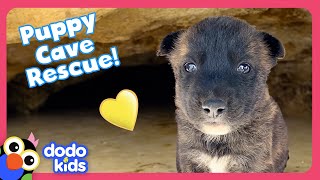 Can Rescuers Save Puppies Stuck In A Cave AND A Tortoise Den  Dodo Kids  Rescued [upl. by Hanna]