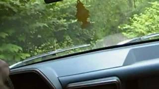 Panther Mountain Lion Video in West Virginia [upl. by Jackqueline]