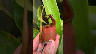 Nepenthes Plant Pest Management carnivorousplants nepenthescare [upl. by Idaf]