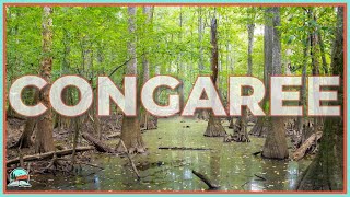 Congaree National Park The Tallest Forest Youve Never Heard Of [upl. by Tol]