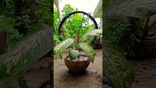 Dieffenbachia Seguine Plant🪴💛youtube shorts vairal dieffenbachia [upl. by Sandor]