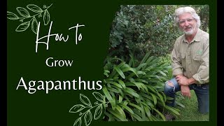 How to Grow Agapanthus [upl. by Witherspoon]