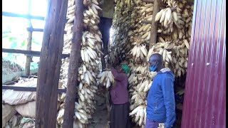 Gusarura no kwanika Ibigori  Maize harvesting and drying [upl. by Amice205]