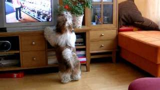 Shih tzu crazy barking [upl. by Mcnally]