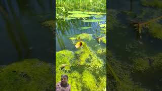 fishing fish funny shorts [upl. by Eilram]