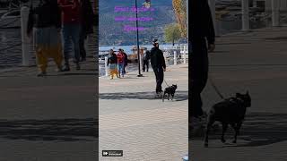 Walking the downtown waterfront Kelowna BC kelowna travel britishcolumbia [upl. by Rocco]