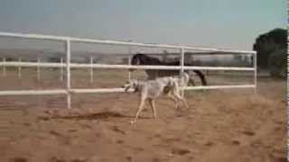 Saluki racing Arab horses [upl. by Bancroft574]