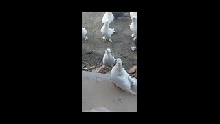 KUŞLARIM ÇEKİRDEYİ ÇOK SEVER ELİMDEN BİLE YİYORLR birds guvercinler pigeon kabotar pigeonlover [upl. by Misti]