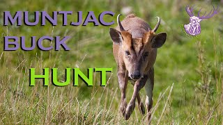 TROPHY MUNTJAC BUCK HUNT [upl. by Ennayoj]