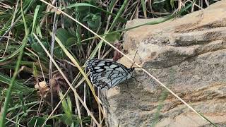 イネスシロジャノメMelanargia ines Spanish Marbled White 20230501 Ubrique Spain [upl. by Ueik]