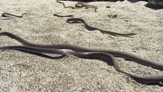 Baby Iguana Running From Snakes  Iguana Vs Snakes [upl. by Drugge921]