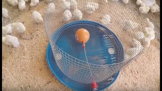 How to make a water drinker for chickens  Chicken Waterer [upl. by Lzeil569]