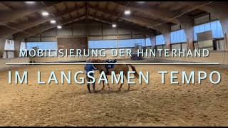 Erster Beritt Dyami Dt Reitpony 8 Jahre [upl. by Riggins]