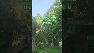 TILIA OR LINDEL TREE health tea tilia fyp short trending goodvibes [upl. by Giorgia]