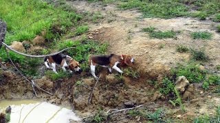 Skyviews Beagles Pounding Monster Rabbit Northern WV Beagle Club [upl. by Teressa409]