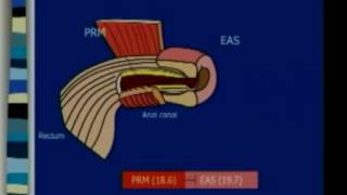 Pelvic Floor Dysfunction and Imaging [upl. by Oirelav811]