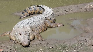 Crocodile Attack boy in water  Crocodile attack human  Crocodile attack stories [upl. by Marron462]