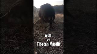 Tibatan Mastiff vs Wolf dog animals wolf viralvideo shortvideos trending shortsviral shorts [upl. by Odell104]