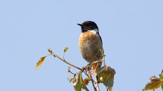 Stonechat calling [upl. by Frolick]