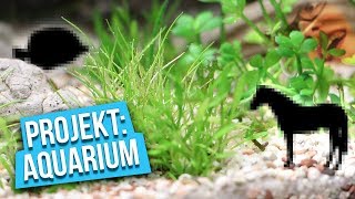 Unsere neuen MITBEWOHNER  Projekt Aquarium [upl. by Llehsyt]