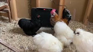 A Warm Winner Chickcozy Coop Heater Review [upl. by Guenna]