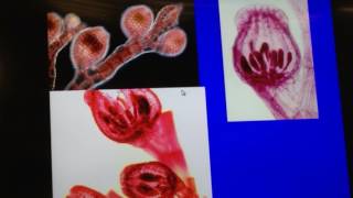 Bio lab protista division Rhodophyta [upl. by Dudley784]