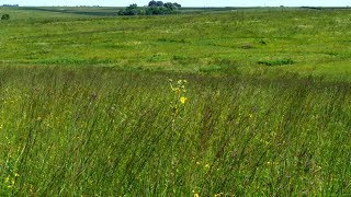 Iowa Prairie Restoration  Iowa Land and Sky [upl. by Nirtak]