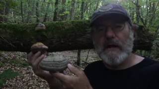 Paul Stamets in French Alps discussing Amadou Fomes fomentarius [upl. by Ettenaej]