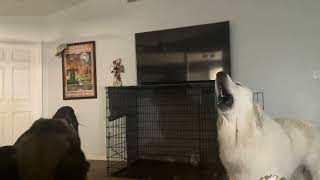 Great Pyrenees “Bubba” howling [upl. by Elvin]