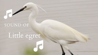 👉 S32 Little egret Egretta garzetta  Egreta mică [upl. by Ralyt]