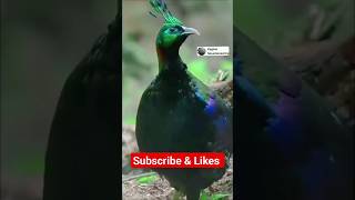 Monal Pheasant 💙 Hamalyian 🏔️ wildlife shorts pheasants kaghan ytshortsvideo trending [upl. by Marci]