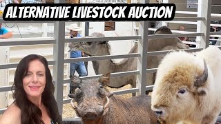 BehindtheScenes at the Alternative Livestock Auction MustSee [upl. by Annohsed]